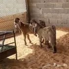 عوارض صفر صنف