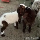 ذبايح طيبه في مزرعه الي يبي شي نظيف لبيته لايفوته