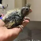 فروخ كروان نورمل ب150 للواحد