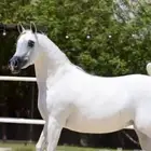 فرس مكس