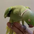 للبيع ببغاء دره ذكر متكلم على اليد