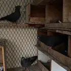 للبيع حمام
