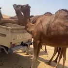 بكار حمر دم منوت القاني لقيا