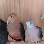 نوادر اليمام برونز ناب دوف