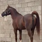 إيواء تسمين