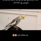 طيور مفقود