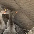 السلام عليكم للبيع وز العمر من سنه وطالع 3ذكور