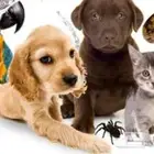 توصيل حيوانات اليفه جميع مناطق المملكة بشكل يومي