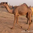 حواره
