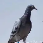مطلوب حمام من 500 الى 1000 حمامه