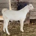 مشروع فحل بيشي اصهف فاخر