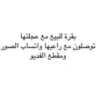 بقرة للبيع مع عجلتها الصور والفديو عند راعيها توصلون معه