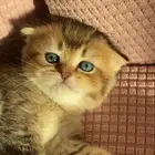 كتن سكوتش فولد للحجز
