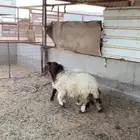 للبيع رخال نعيم