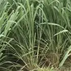 شتلات بونيكام اسباني درجه اولى كبير