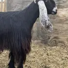 ثنية عارضيه طيبه ( تم البيع )