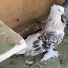 حمام تركي