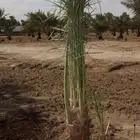 فسيل نخل