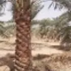 نخل للبيع في انحا المملكة