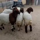تابي تمارا هرفي نعيمي بلدي