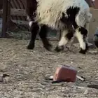 رخل نعيميه