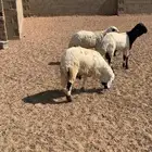 للبيع سواكن