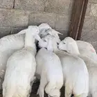 ذبايح للبيع