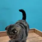 قط سكوتش فولد للتبني