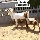 متوفر تابي و تمارا اقساط خرفان حري نعيمي تيوس