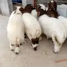 اقساط تابي و تمارا خرفان حري و نعيمي بلدي