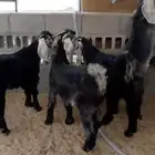 متوفر تابي و تمارا تيوس عوارض وتيوس جنوبية