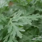 بذور نبات الشيح البري
