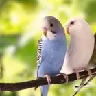 طيور للتبني