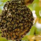 ازالة النحل الضار من المنازل