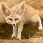 ثعلب الفنر