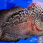 Flowerhorn فلاورهورن