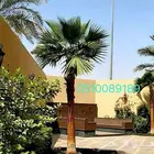 نخل واشنطني