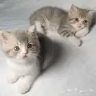 للبيع سكوتش