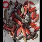 رحلات صيد رحلات بياضه رحلة بحريه