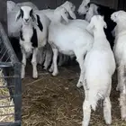 هرافى حري طيب