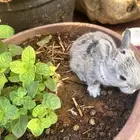 ارانب للبيع