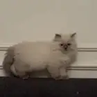 قطط للبيع
