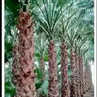 توريد وزراعه وتنسيق الحدائق يوجد نخيل واشنطونيا نرجيل  ملوكي