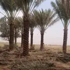 توريد وزراعه نخيل واشنطني وعربي وتوريد وتركيب الشبوك