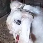 للبيع تيس هولندي مشروك عمرة حوالي 6 شهور فحل طيب سوق غنم