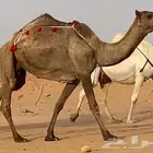 ضروبه