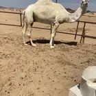 بعيرعلي والدالحاكم بن قريع مشروط القاح وهداره وطبع
