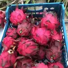 شتلات وعقل فاكهة التنين للبيع