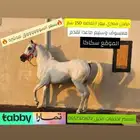 حصان مصري بيور