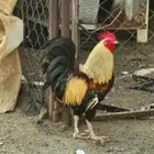 بيض دجاج عربي ترثه شوكي